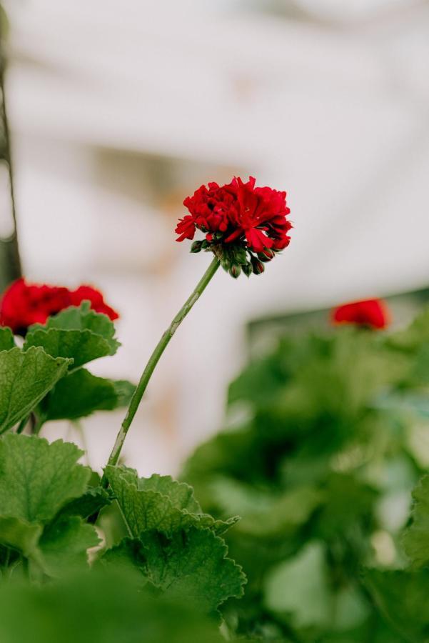 Masseria Agriturismo Il Sorriso Degli Ulivi - Dimora Di Charme Галиполи Екстериор снимка